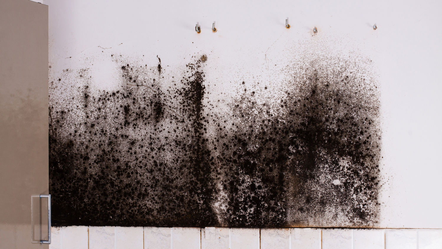 Photo of black mould to illustrate Switchee story