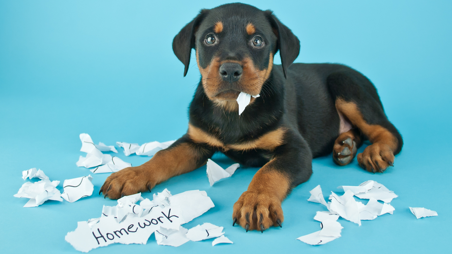 Photo of a dog having eaten the homework to illustrate blaming AI story